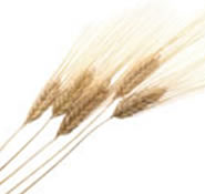 WHEAT STALKS - Economy Pack