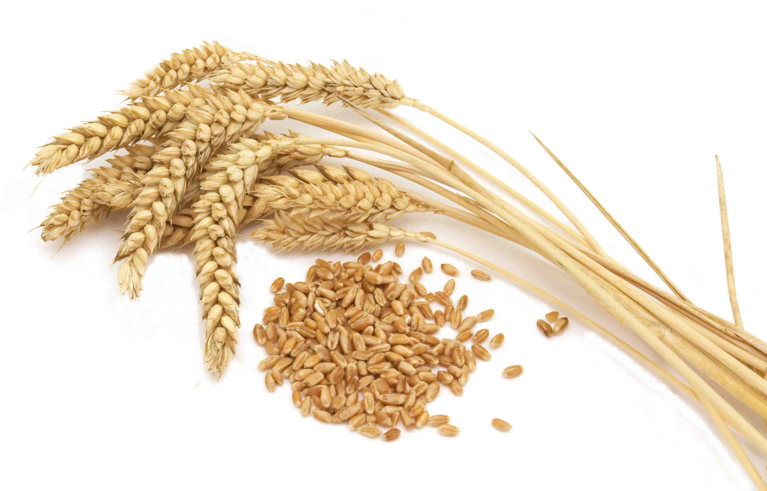WHEAT GRAIN (Loose)