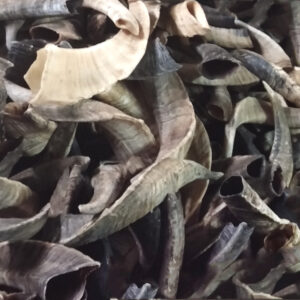 Surplus PRACTICE SHOFARS