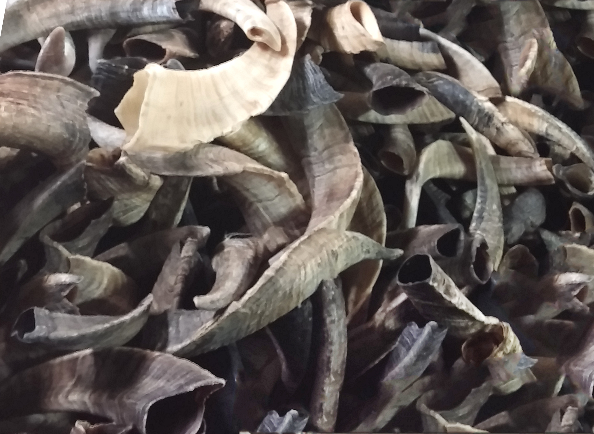 Surplus PRACTICE SHOFARS